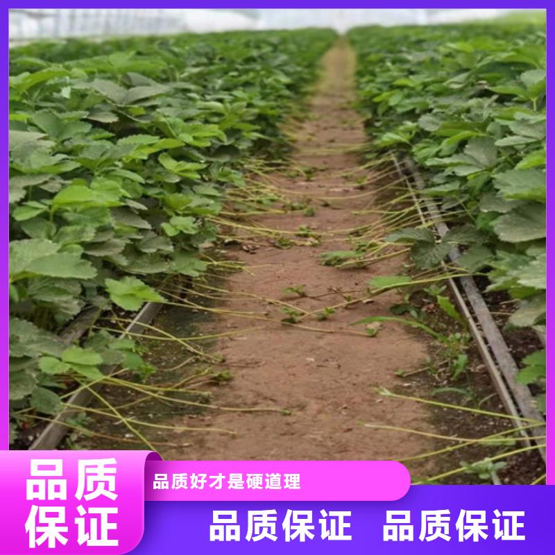 【草莓苗】蓝莓苗质量安心