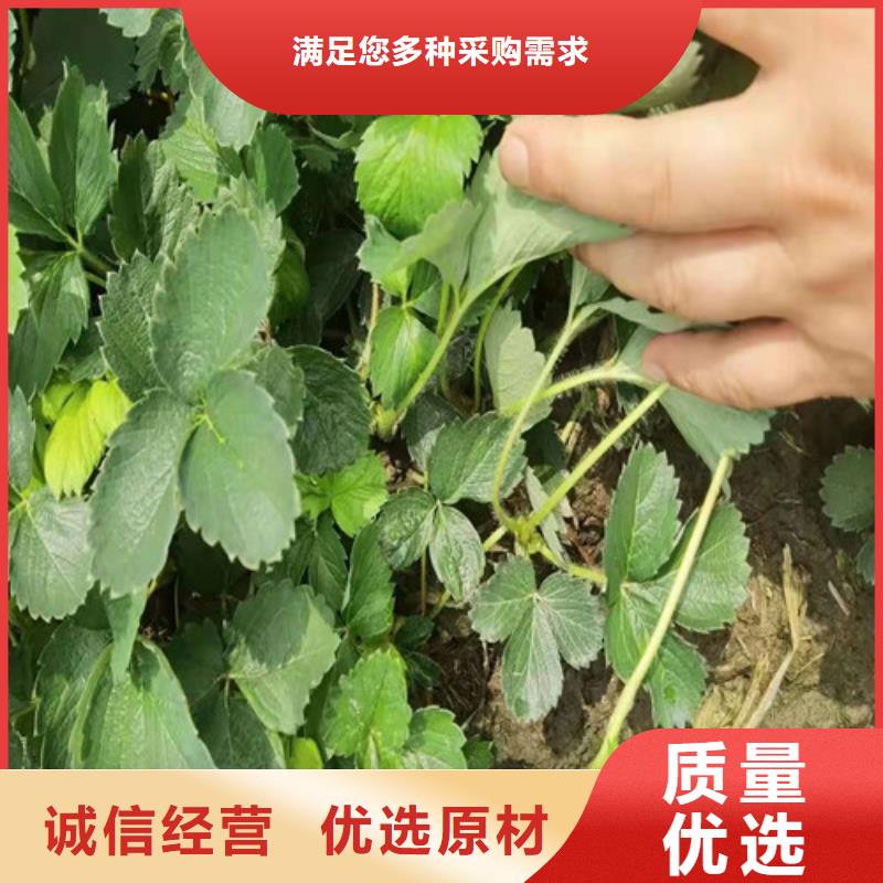 草莓苗【大棚草莓苗】好货直供