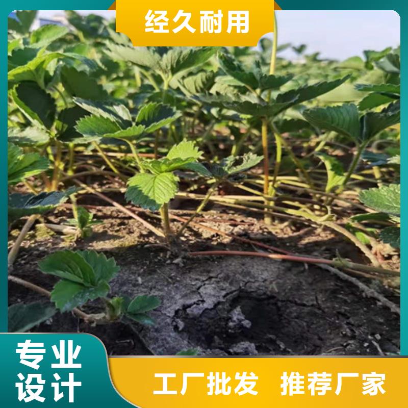 草莓苗海棠盆景苗一个起售