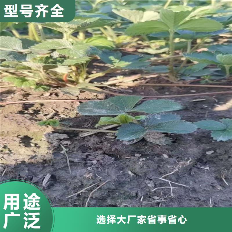 草莓苗【大棚草莓苗】好货直供