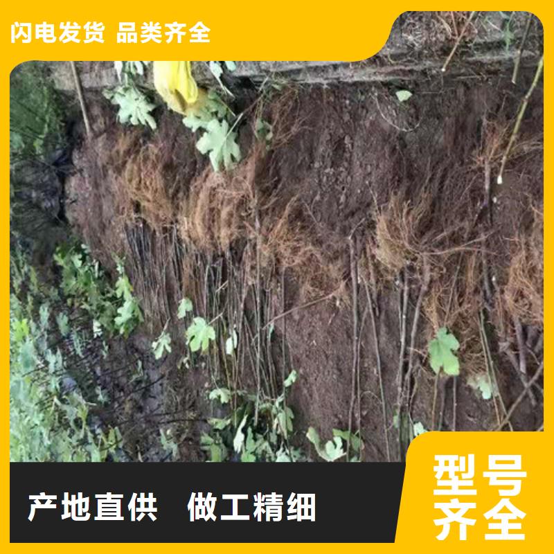 无花果花椒苗规格齐全