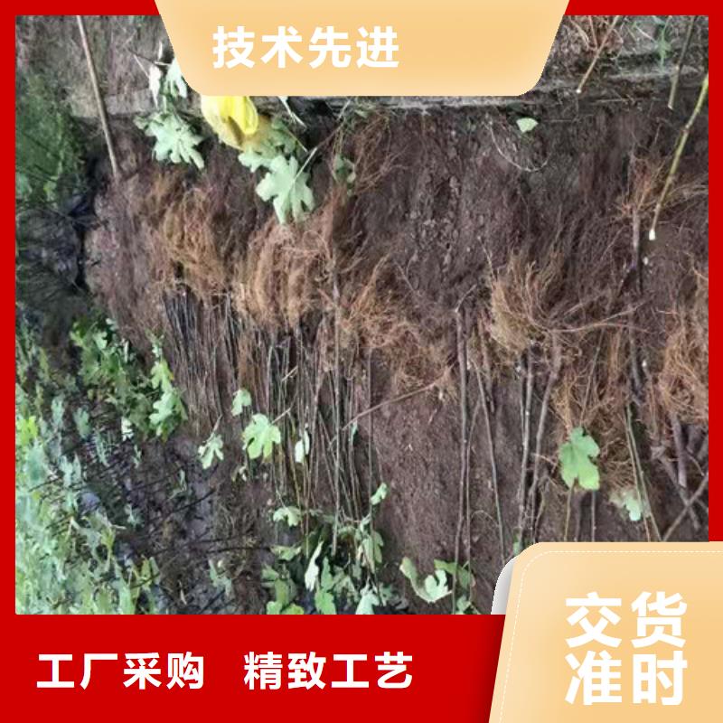 无花果红耔山楂苗诚信经营质量保证