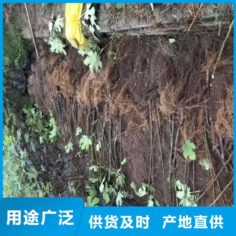 【无花果】嘎啦苹果苗规格齐全