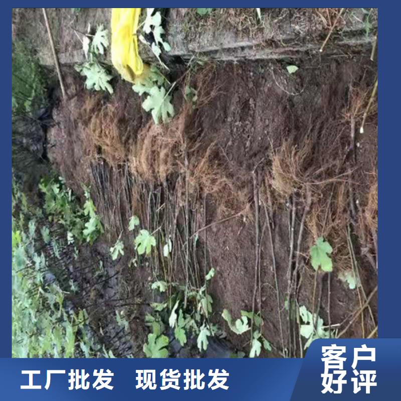 无花果木瓜海棠苗精选厂家好货