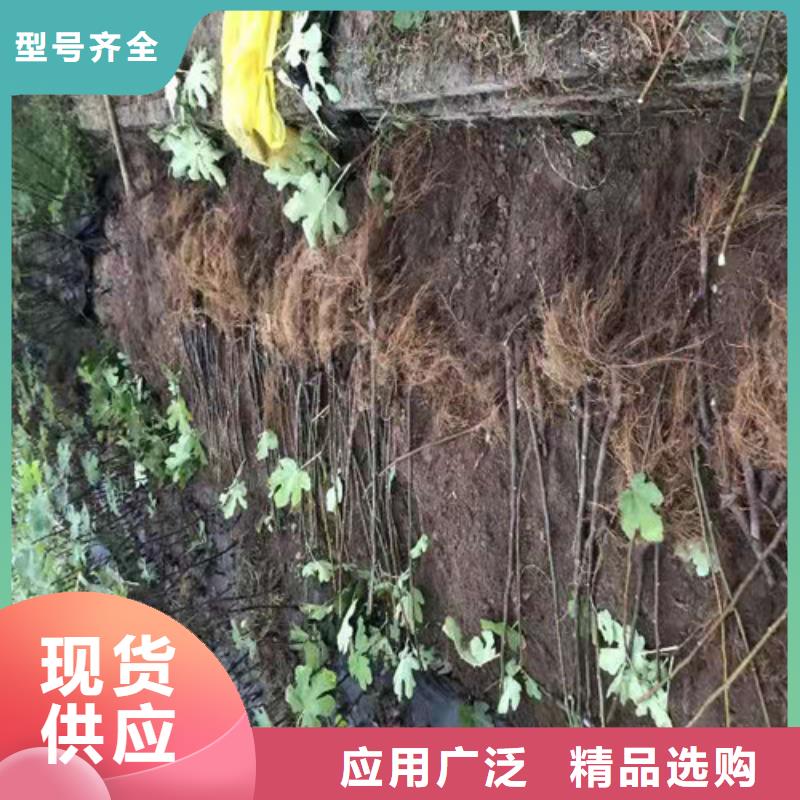 【无花果】梨树苗畅销当地