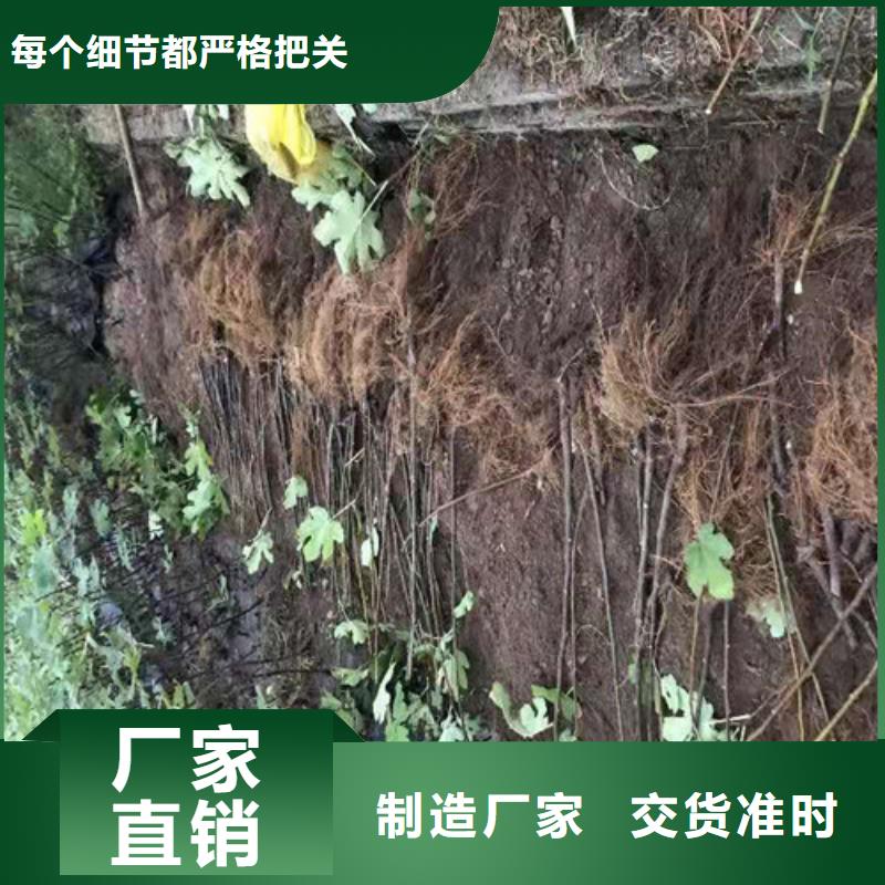 无花果苹果苗欢迎来电询价