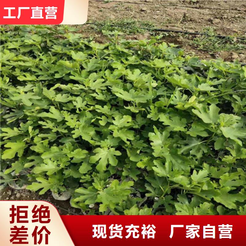 无花果无花果苗货源报价