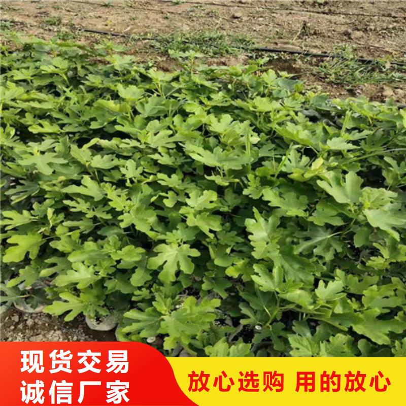 无花果大棚草莓苗质量层层把关