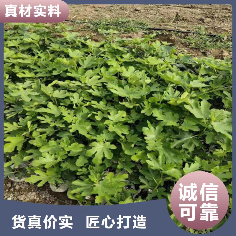 无花果樱桃树苗优选原材