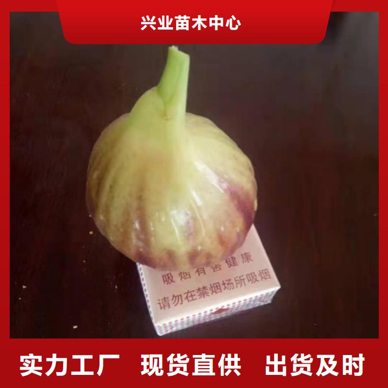 无花果花椒苗规格齐全