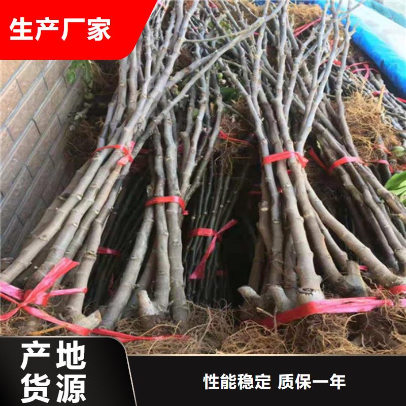 无花果花椒苗专业生产品质保证