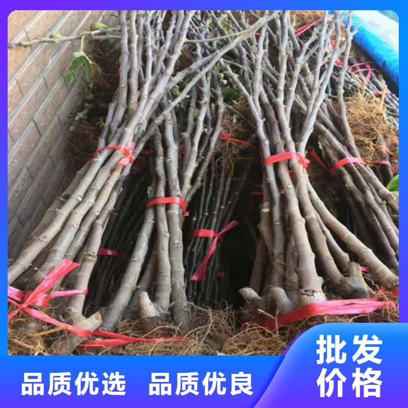 无花果大棚草莓苗质量层层把关