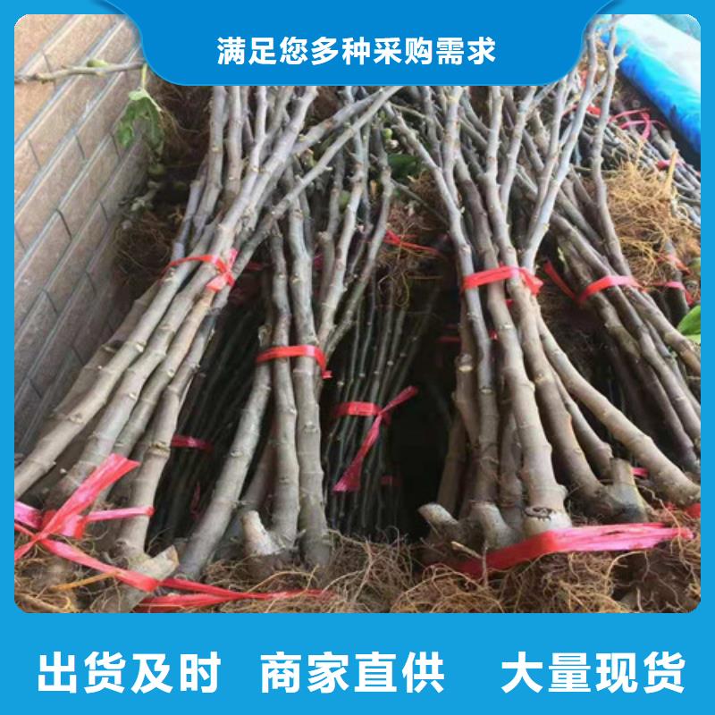 无花果-葡萄苗严选用料