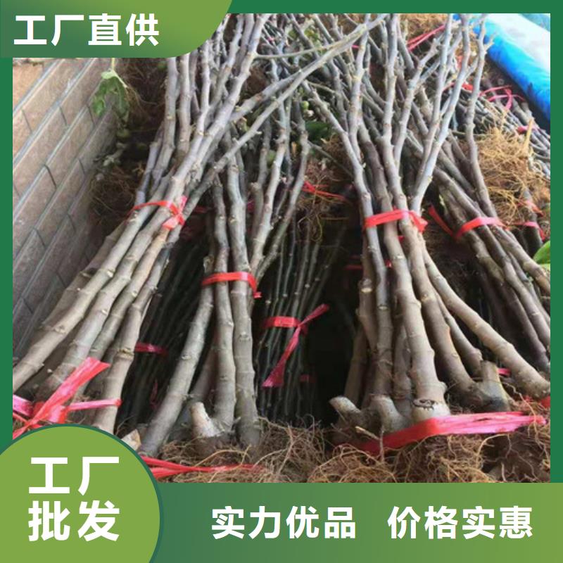 无花果花椒苗专业生产品质保证