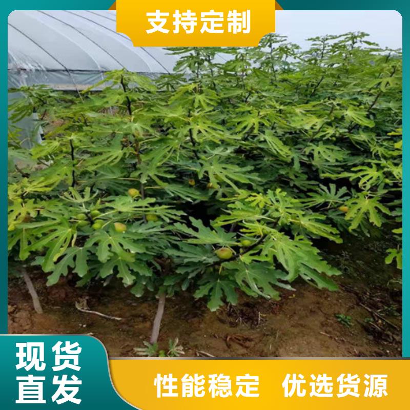 无花果核桃苗专业设计