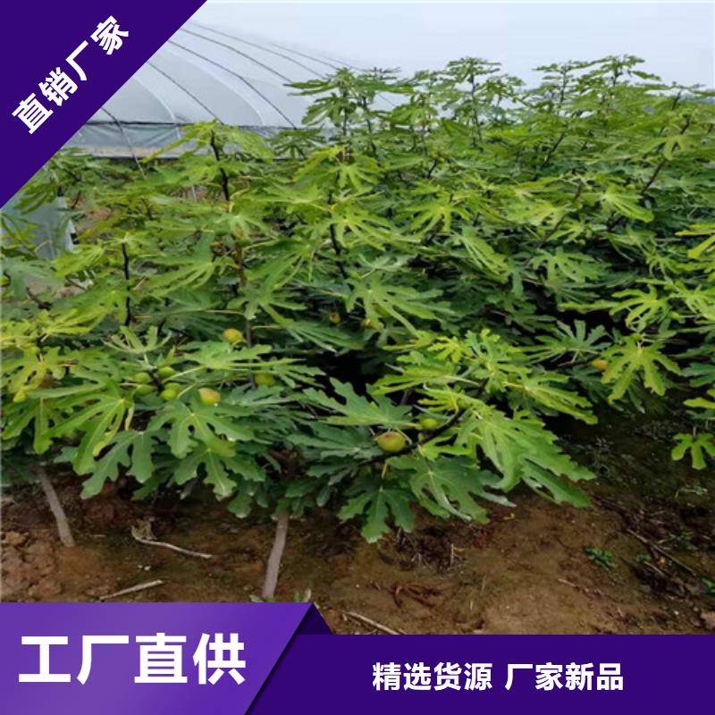 【无花果】大棚草莓苗N年生产经验