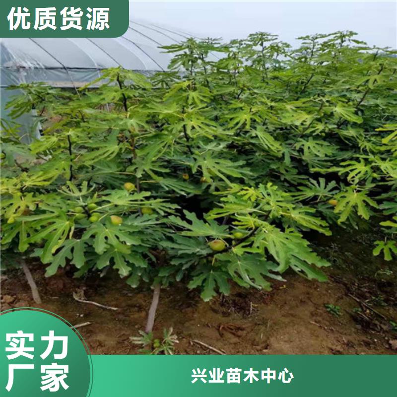 无花果,山楂苗厂家型号齐全