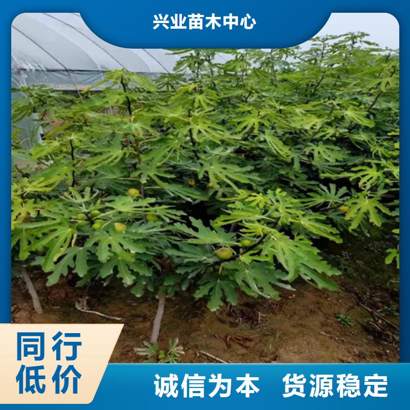 无花果花椒苗专业生产品质保证