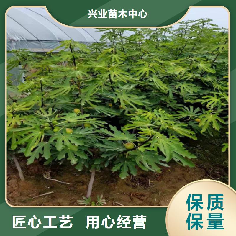 无花果大雪枣苗厂家质量过硬