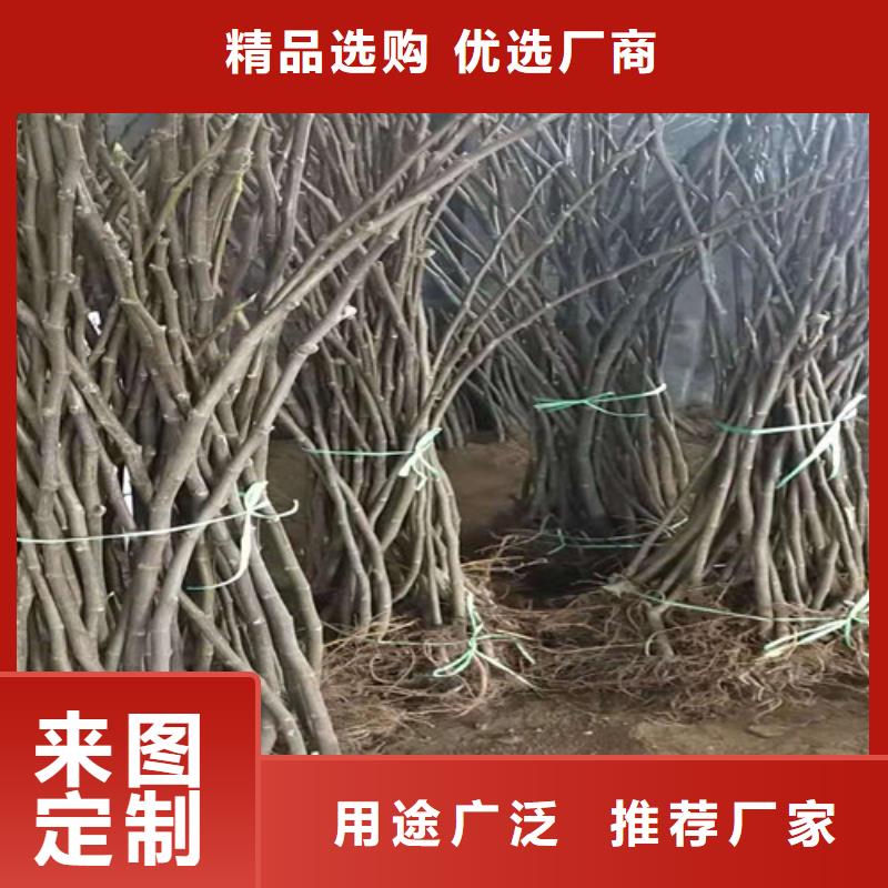 无花果梨树苗材质实在