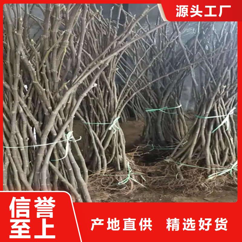 无花果猕猴桃苗市场行情