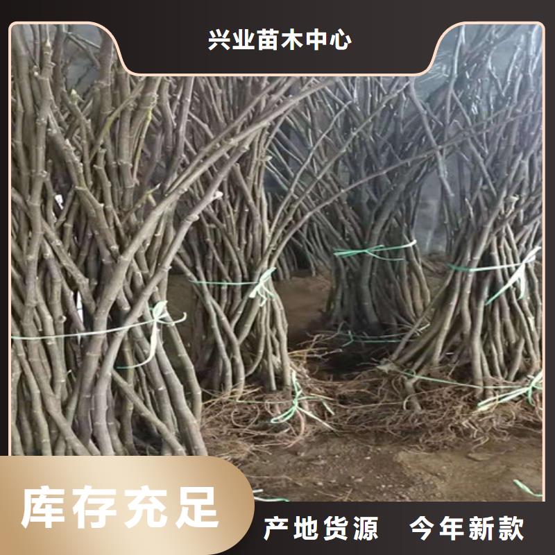 无花果,香椿苗用心制造