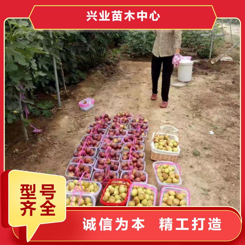 无花果无花果苗货源报价