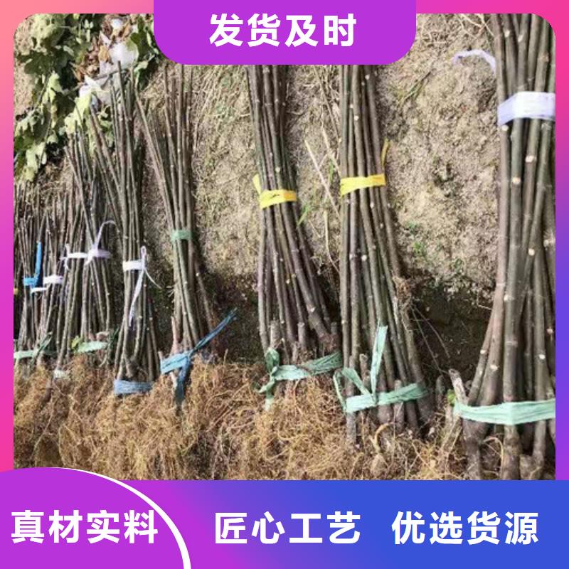 无花果核桃苗量大更优惠