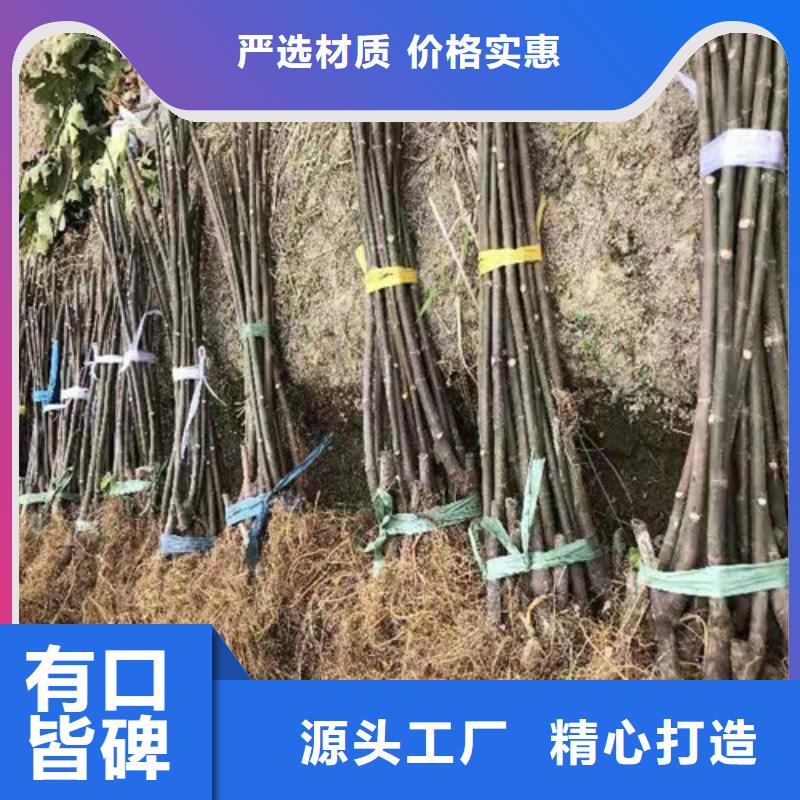 无花果梨树苗材质实在