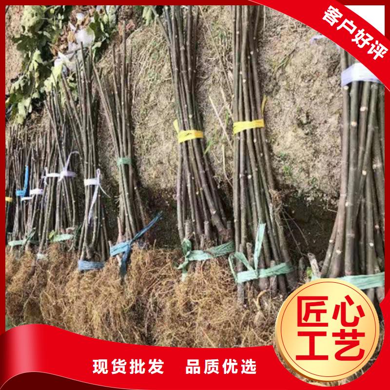 无花果,山楂苗厂家型号齐全