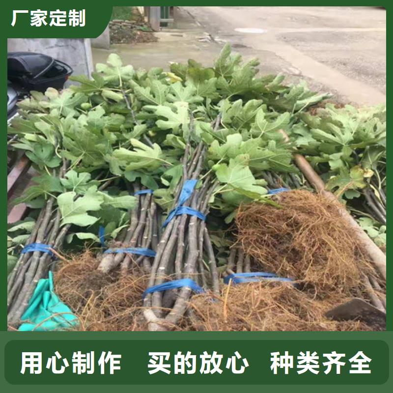 无花果梨树苗材质实在