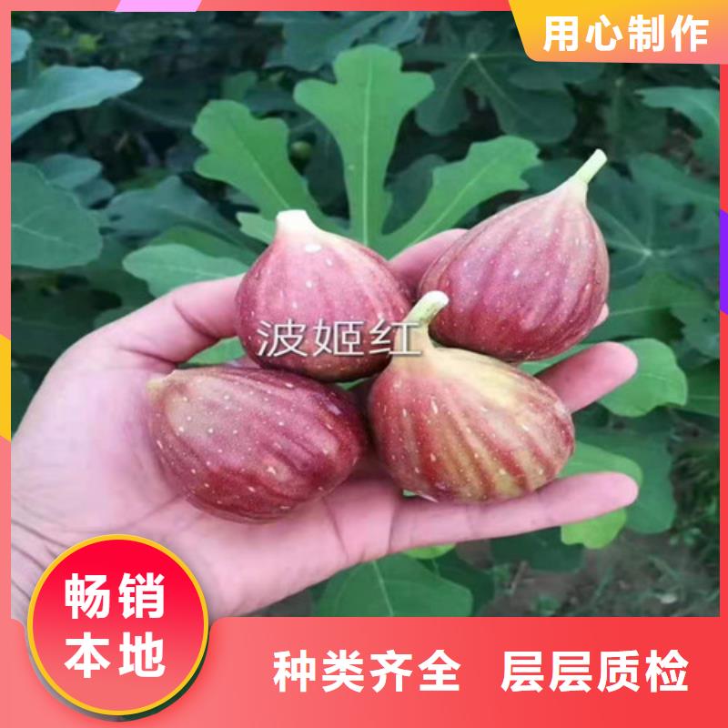 无花果,大棚草莓苗多行业适用