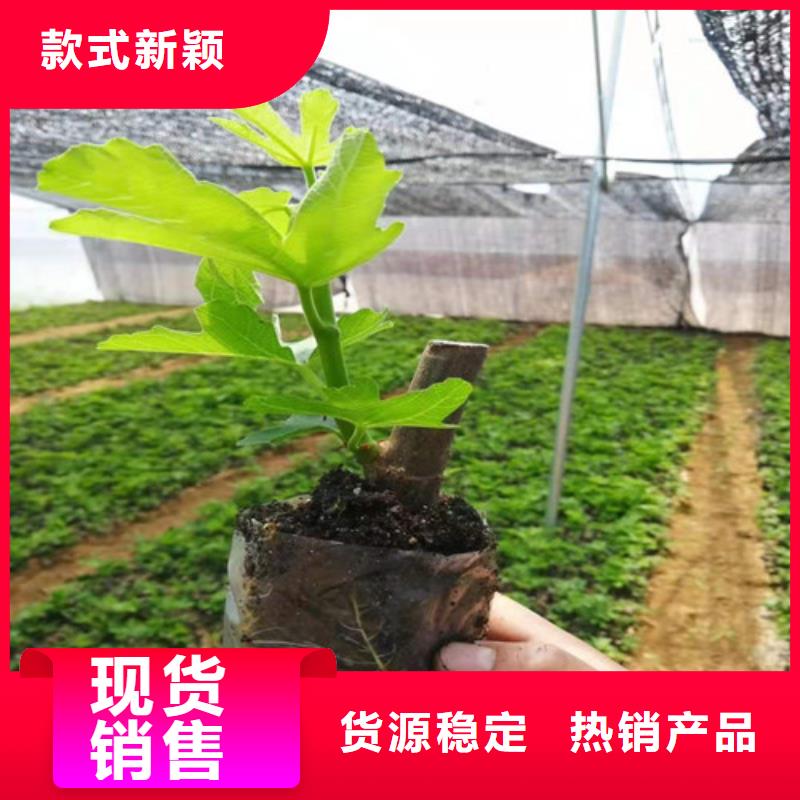 无花果梨树苗材质实在