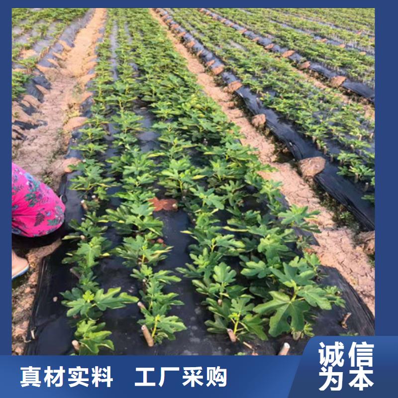 无花果油蟠7-7做工精细