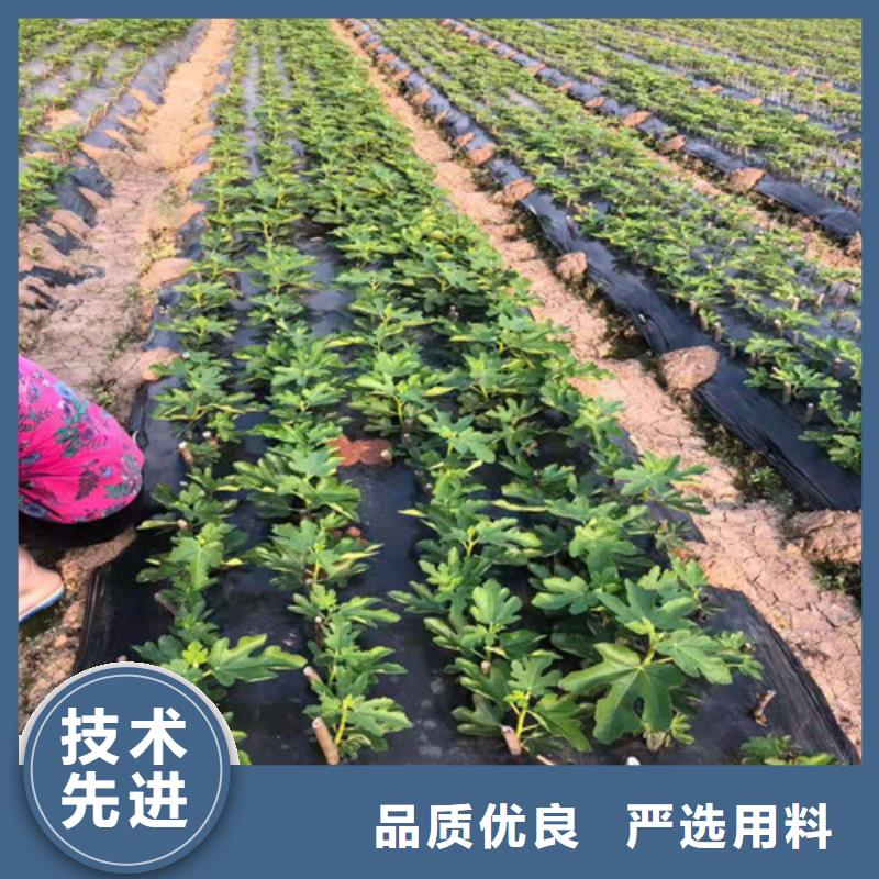 【无花果】,大棚草莓苗工厂认证