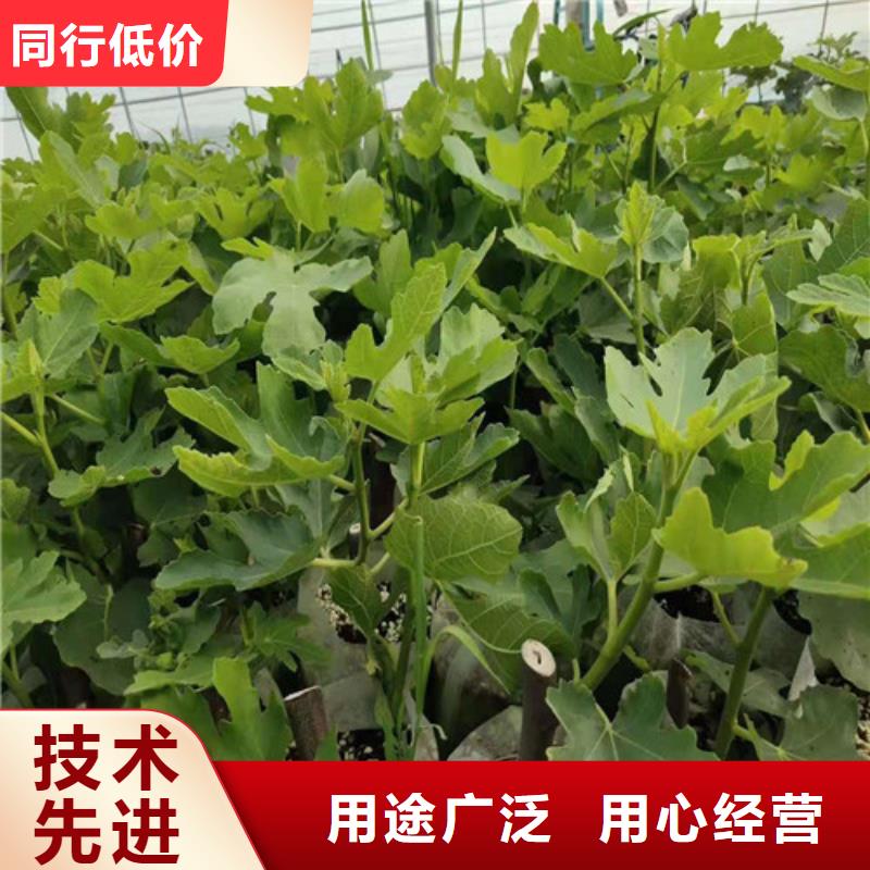 无花果_樱桃树苗自营品质有保障