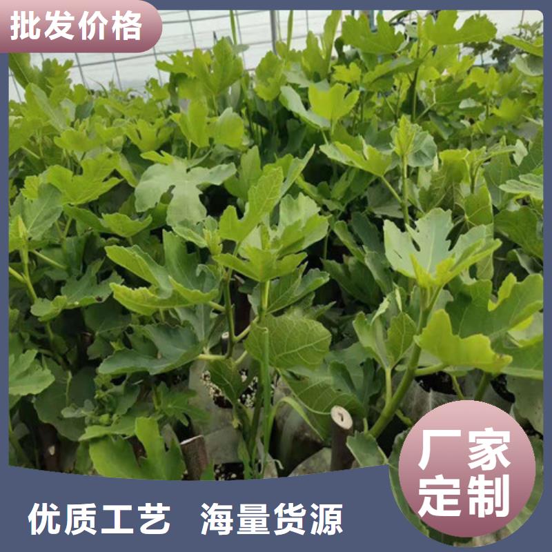 无花果无花果苗货源报价