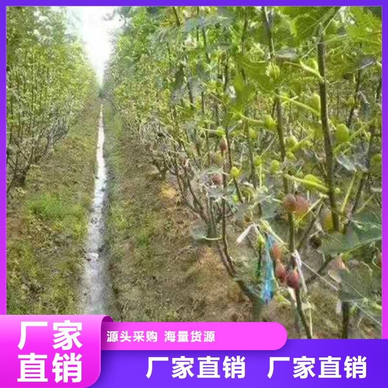 无花果山楂树苗现货销售