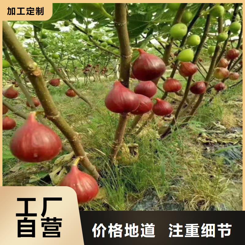 【无花果】大棚草莓苗敢与同行比质量