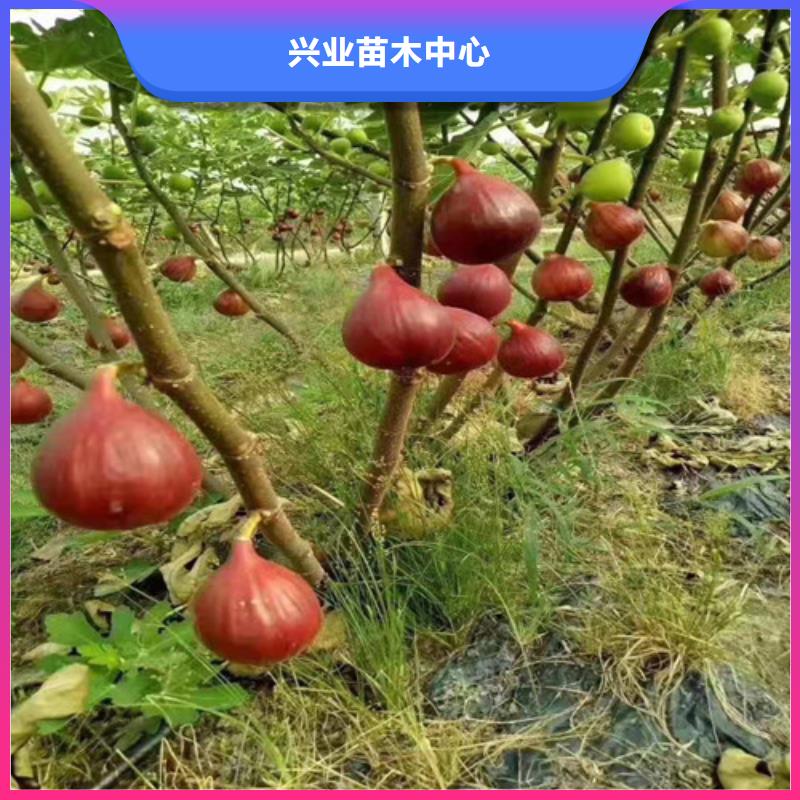 无花果大棚草莓苗质量层层把关