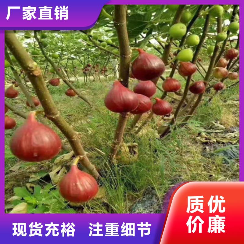 无花果,山楂苗用的放心