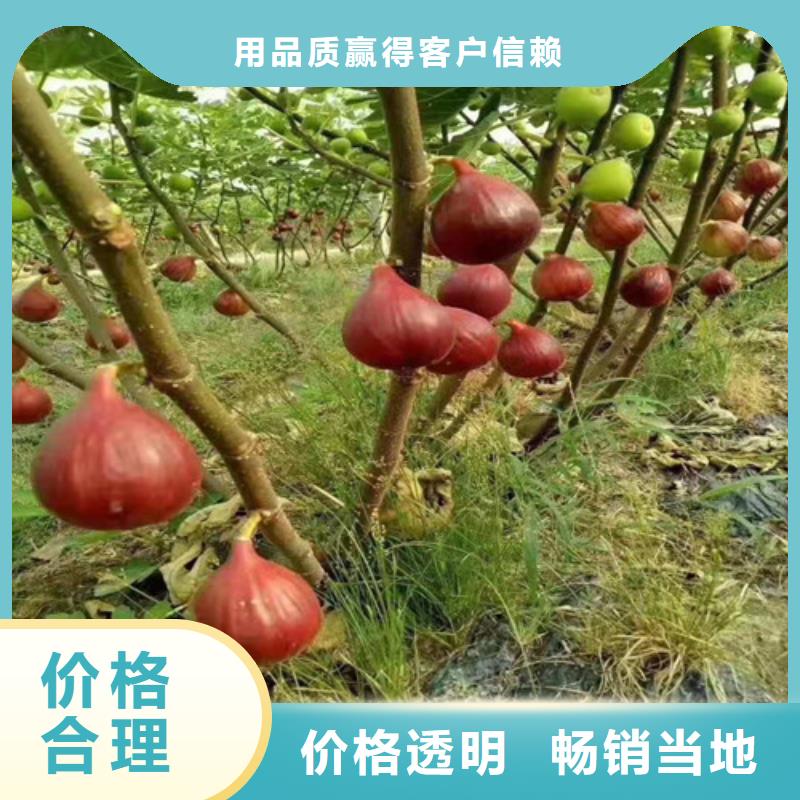 【无花果红耔山楂苗质检严格】