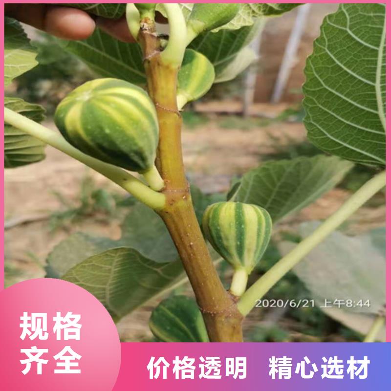 【无花果】,大棚草莓苗工厂认证