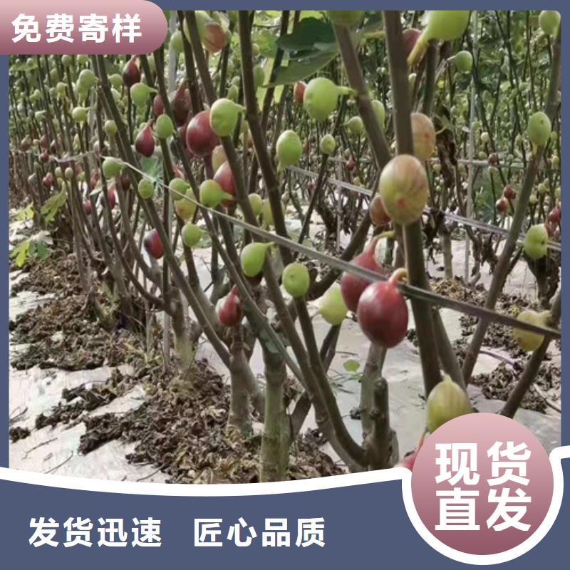 【无花果】嘎啦苹果苗规格齐全