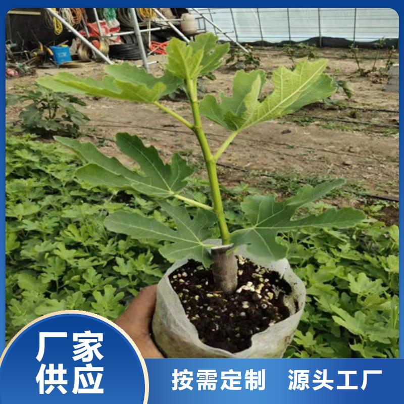 无花果-葡萄苗严选用料