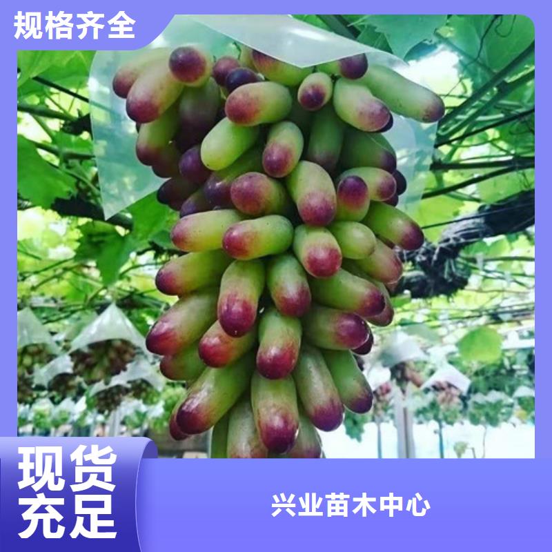 葡萄【大棚草莓苗】现货满足大量采购