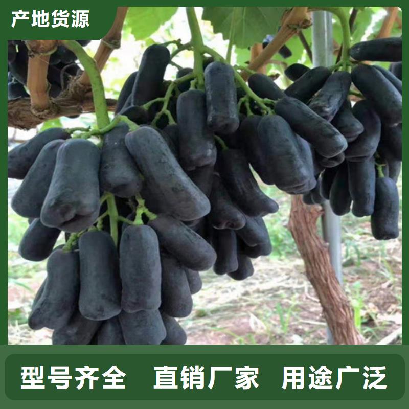 葡萄,【大棚草莓苗】正规厂家