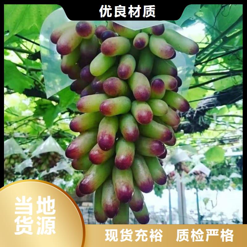 葡萄,桃树苗客户好评