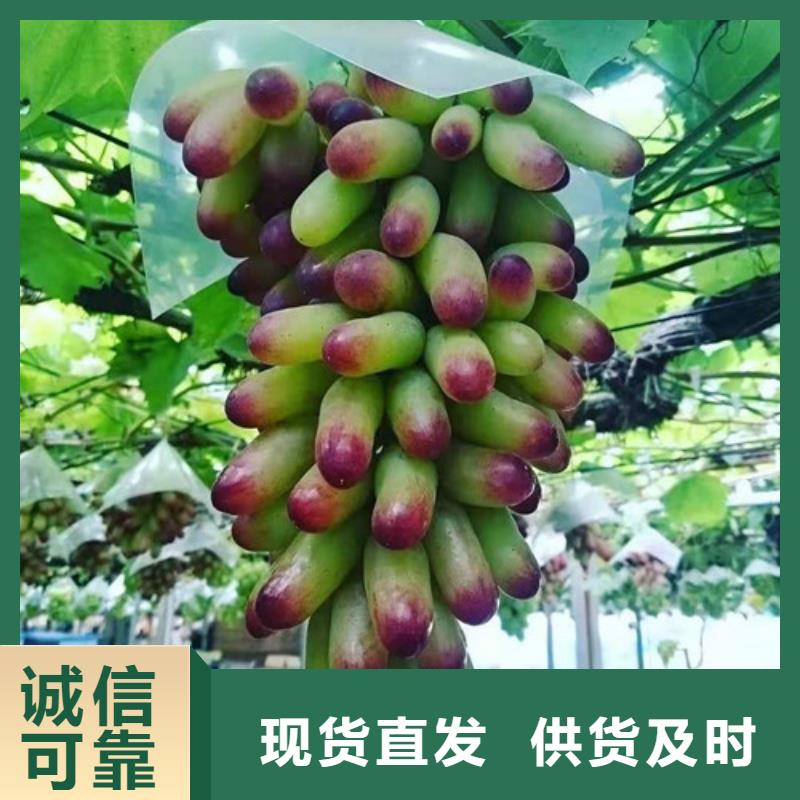 葡萄【大棚草莓苗】现货满足大量采购