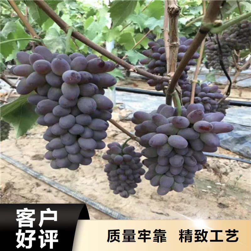 【葡萄油蟠7-7好品质用的放心】